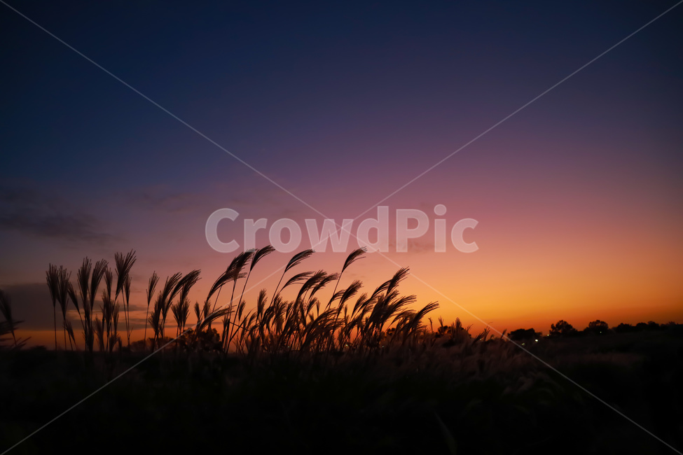 노을,일몰,해질녘,갈대,식물,가을,자연,풍경,nature,landscape