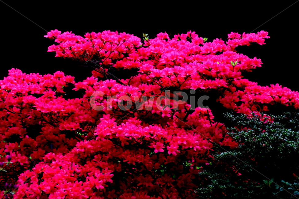 식물,자연,꽃,봄,풍경,식물,자연,plants,nature,꽃,flower