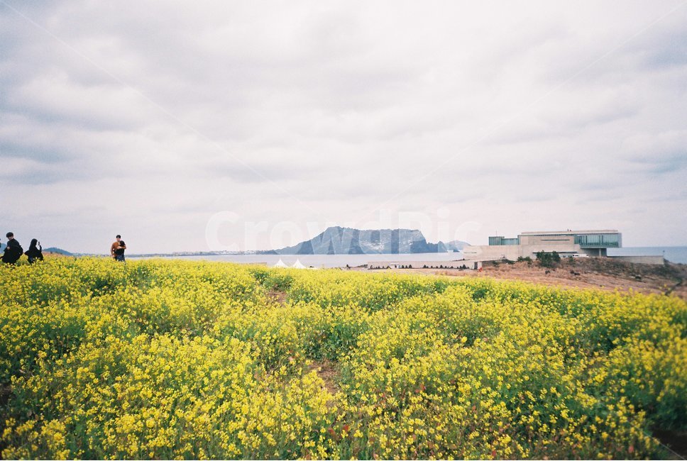 outdoors,옥외,field,들,자연,nature,grassland,farm,농장,countryside,human,사람,person,농촌,rural,인간,meadow,목초지,유체꽃,성산일출봉,바다,제주도,오름,해안선