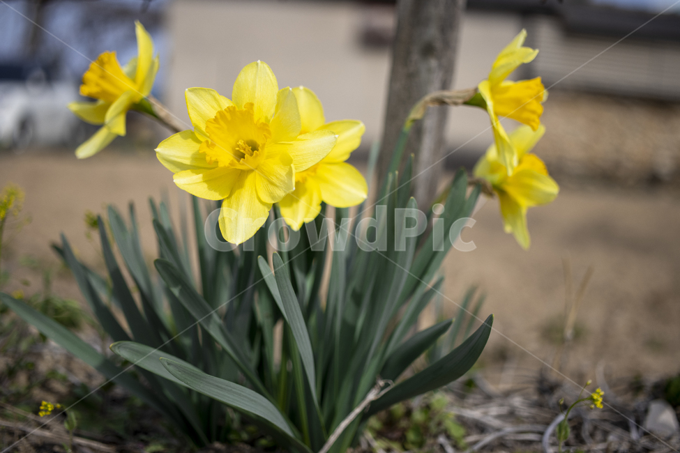 수선화,노랑색,노랑,녹색,자연,꽃,flower,식물,plant,줄기,꽃잎,봄꽃,노랑꽃