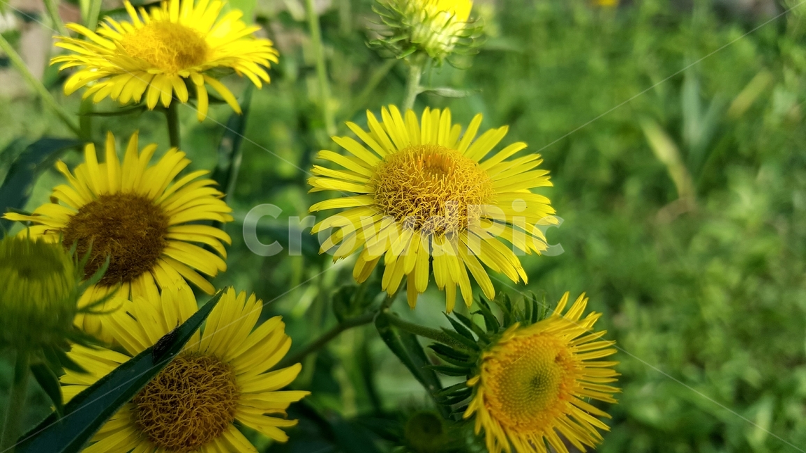 산국,국화과,노랑꽃,식물,자연,Northchrysanthemum,여러해살이