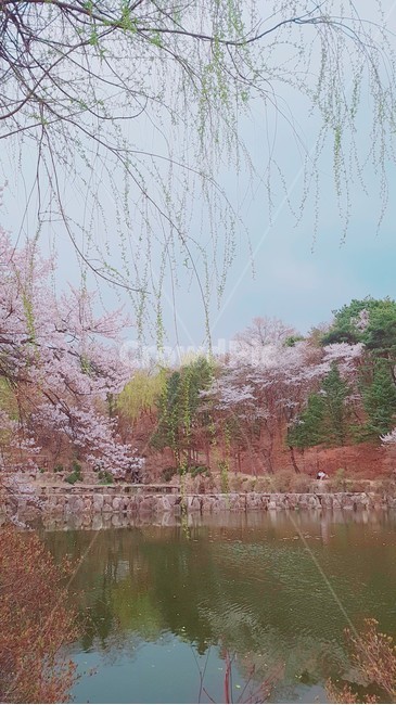 벚꽃놀이,춘천,호수,벚꽃,자연