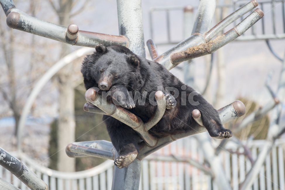 곰,반달가슴곰,동물,휴식,애니멀,나른함,감정,감성,잠,졸음,피곤,animal,emotion,rest,bear,sleep,sleeping,동물,animal,포유류,mammal