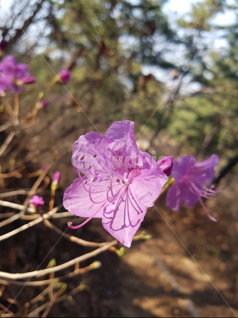 plant,식물,flower,blossom,제라늄,geranium,분홍,꽃,식물,자연,plants,nature,꽃,flower