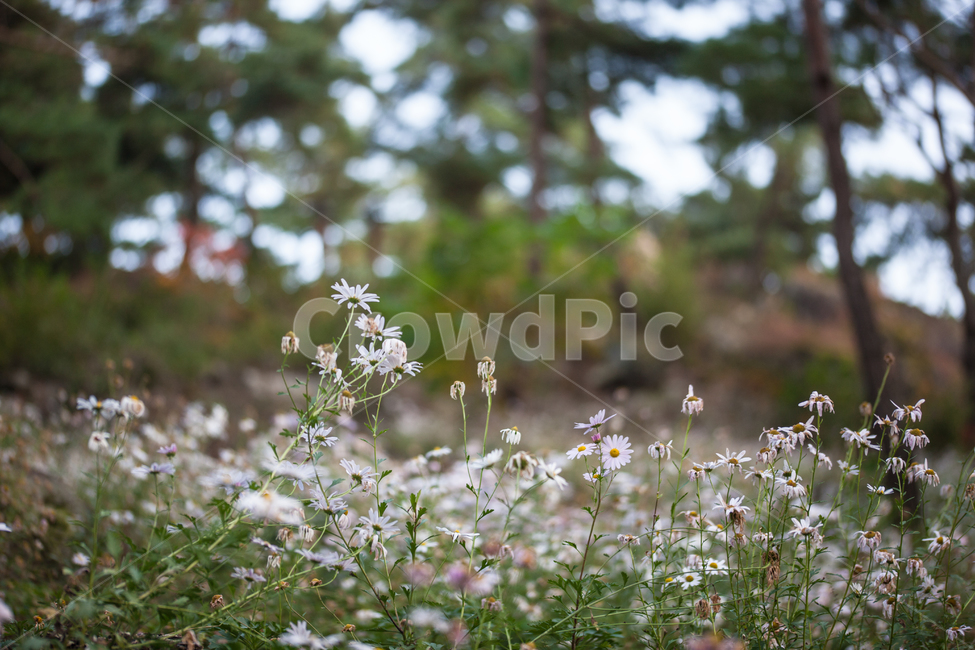 구절초,들꽃,꽃,가을,풍경,식물,botanical,flowers,식물,자연,plants,nature,꽃,flower