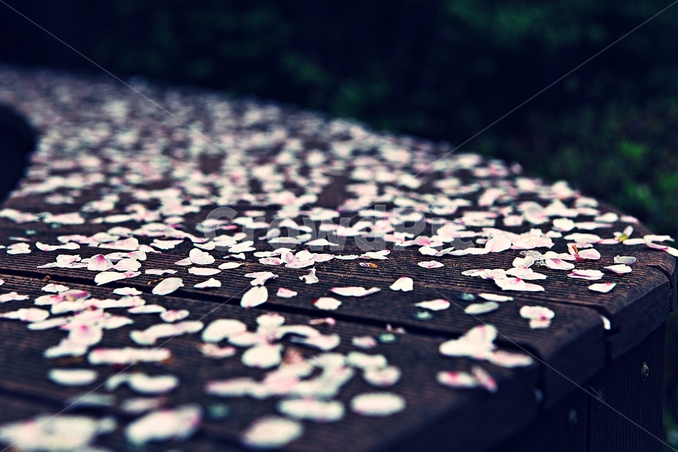 벗꽃,꽃,꽃잎,의자,자연,배경,봄,계절,spring,season,꽃,flower