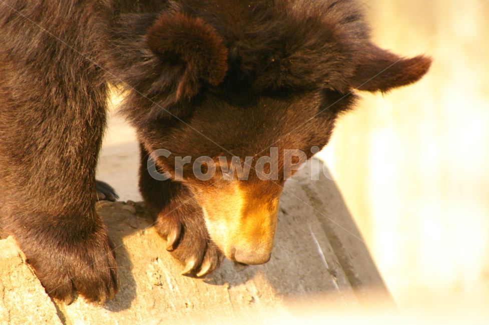 곰,동물,bear,animal,포유류,야생동물,동물,animal,포유류,mammal