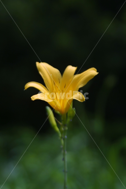 plant,식물,flower,blossom,꽃,lily,백합,식물,자연,plants,nature,꽃,flower