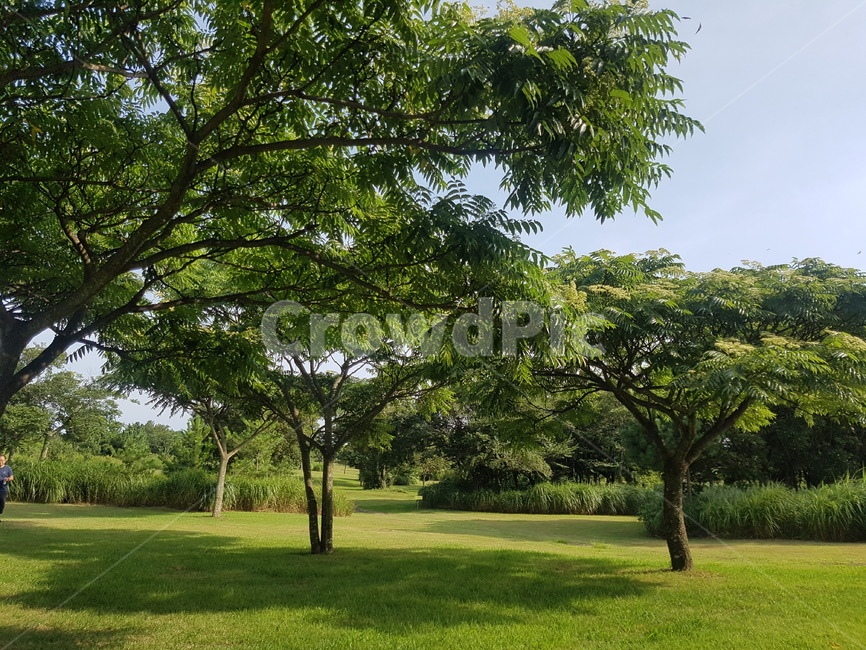 나무,green,뒤뜰,산책,정원,garden,뜰,계절,날씨,녹색,자연,tree
