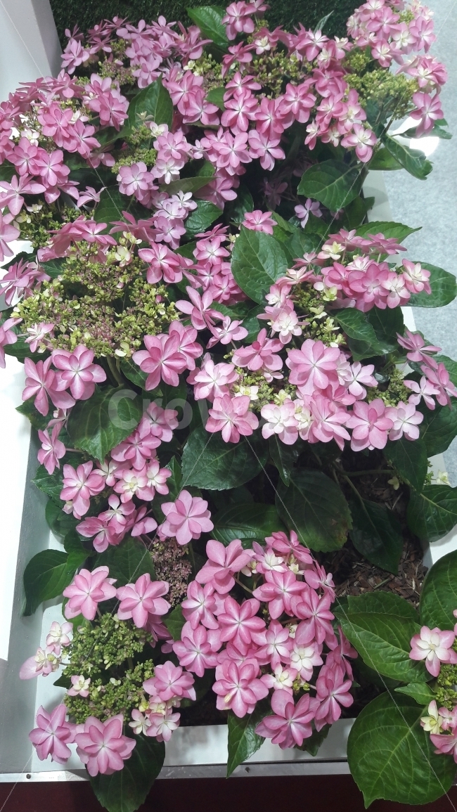 꽃,분홍,초록,흰색,조화,식물,자연,plants,nature,꽃,flower