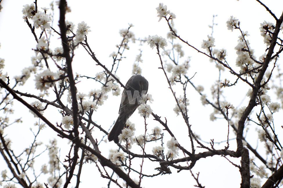 봄,벚꽃,새,자연,animal,동물,bird,spring,flower,cherryblossoms