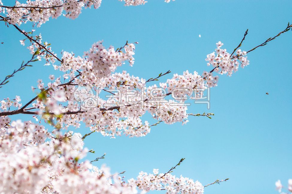 blue sky,pink,Cherry Blossom,spring,spring flowers,beautiful,background image,cherry blossom petals,spring image,petal,weather,season,cherry blossom background,spring day,Emotion,gay,park,sky,nature,full bloom,flower,outdoor,spring flower background,cherr