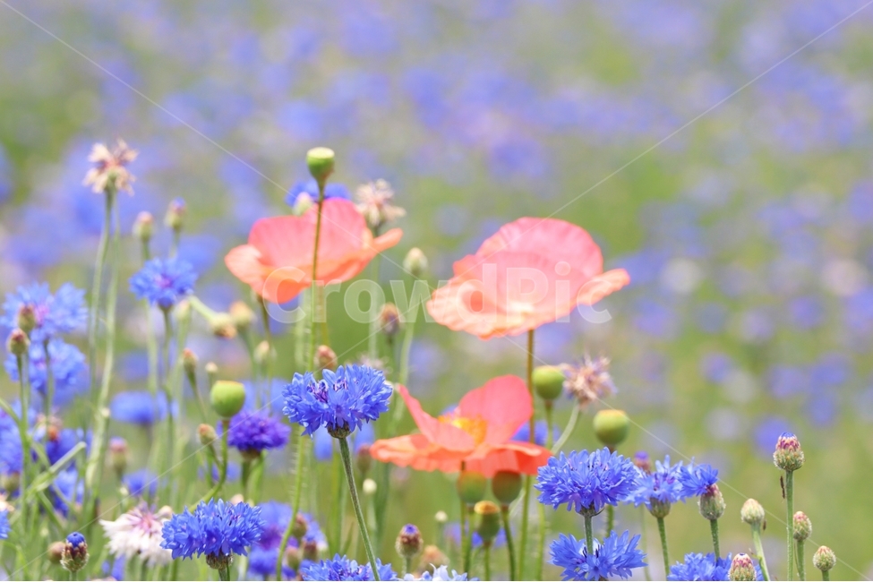 양귀비,수레국화,빨강,보라,만남,식물,자연,plants,nature,꽃,flower