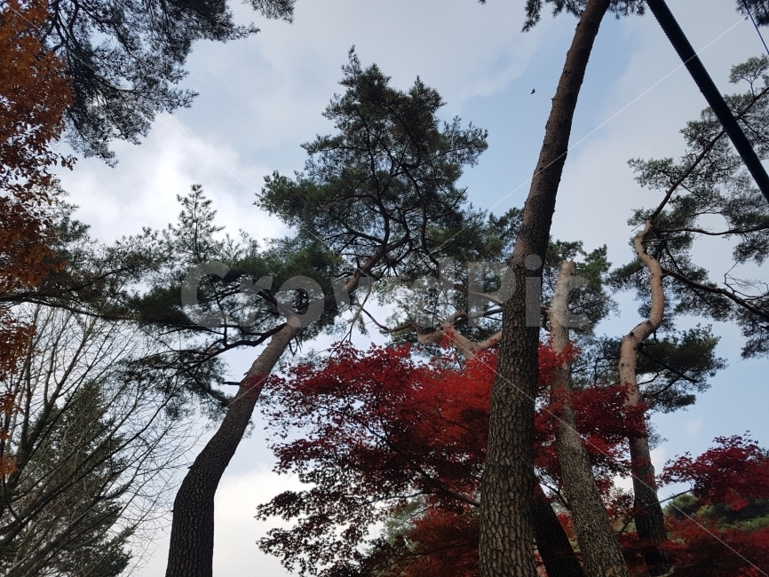 강원도,여행,나무,숲,단풍,가을,풍경,감성,가을,계절,fall,autumn,season,식물,자연,plants,nature,나무,trees,wood,tree,plant