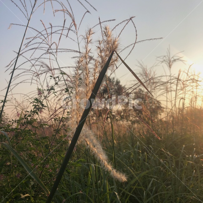 갈대,식물,노을,포근함,가을,식물,자연,plants,nature