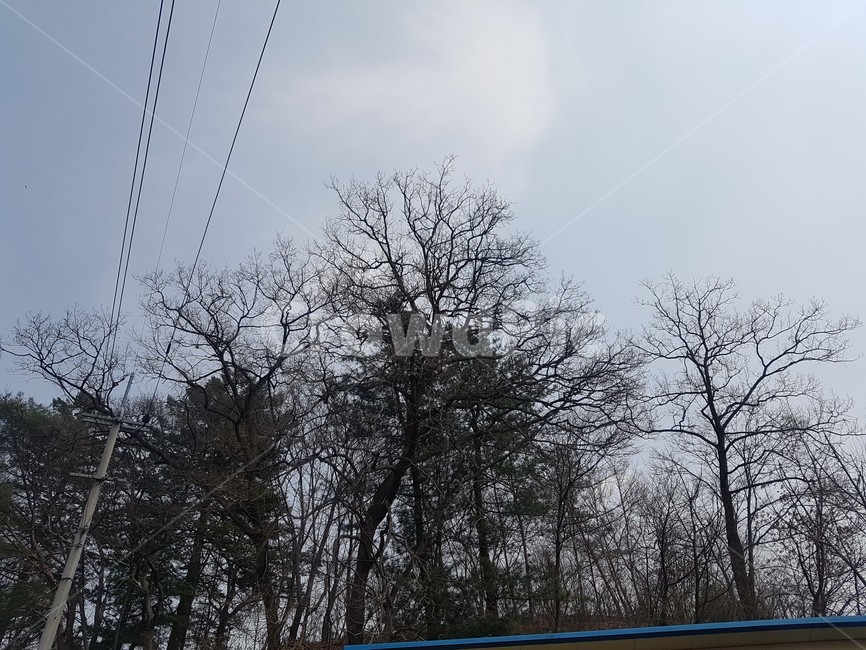 양평,나무,하늘,구름,산