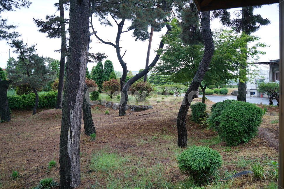 이팝나무,가로수,물푸레나무,니암나무,뻣나무,산책로