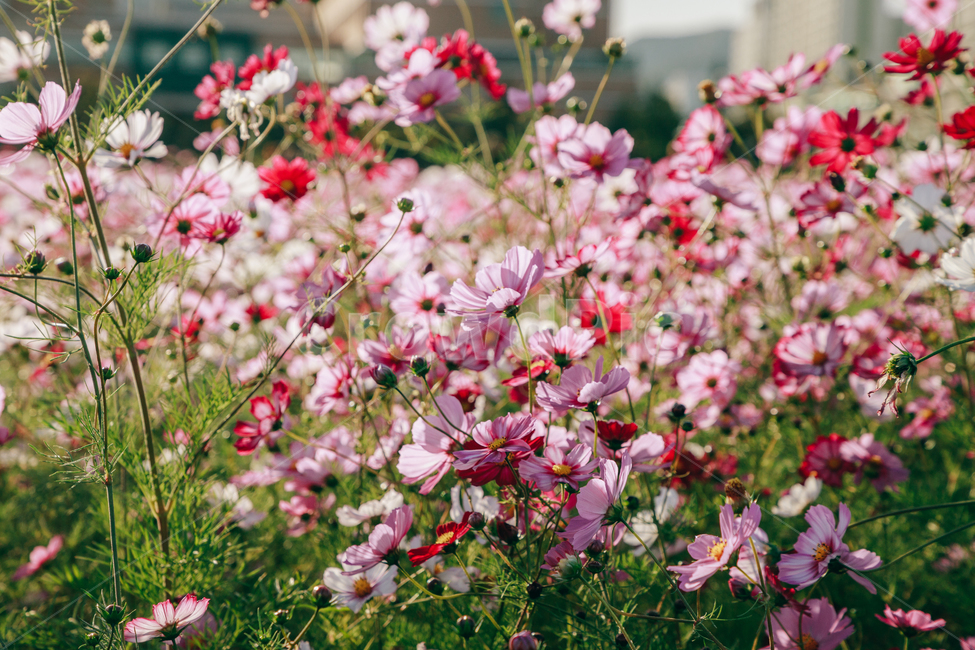 코스모스,꽃,자연,식물,가을,아름다운,commoncosmos,가을,계절,fall,autumn,season,식물,자연,plants,nature,꽃,flower,plant