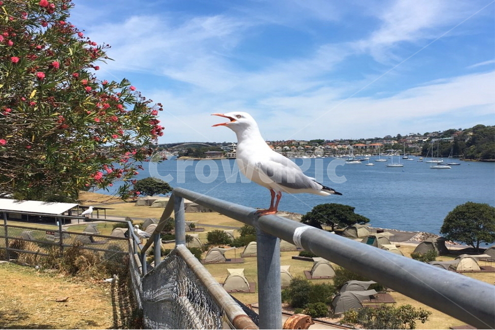 새,난간,bird,호주,시드니,동물,animal,조류,새,birds