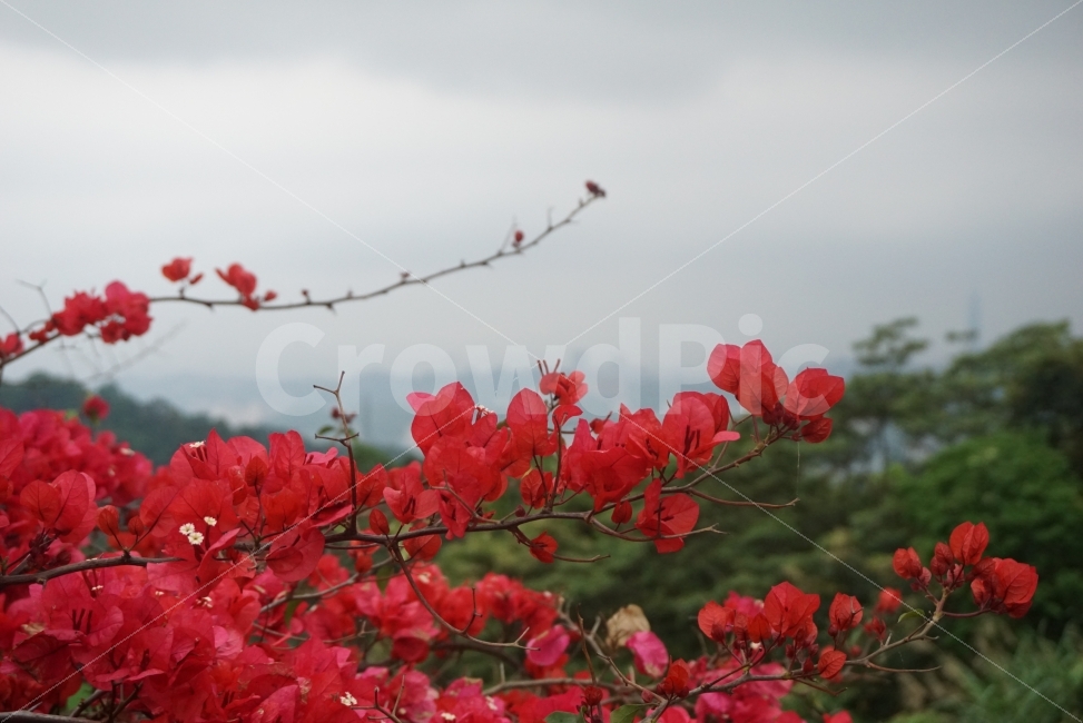 꽃,빨간꽃,정열,열정,flower,이쁜사진,느낌사진,감성사진,꽃사진,식물,자연,plants,nature,꽃,flower