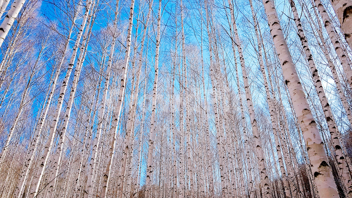 자작나무,겨울,하늘,나무,숲,계절,자연,nature,winter,감성,풍경,landscape