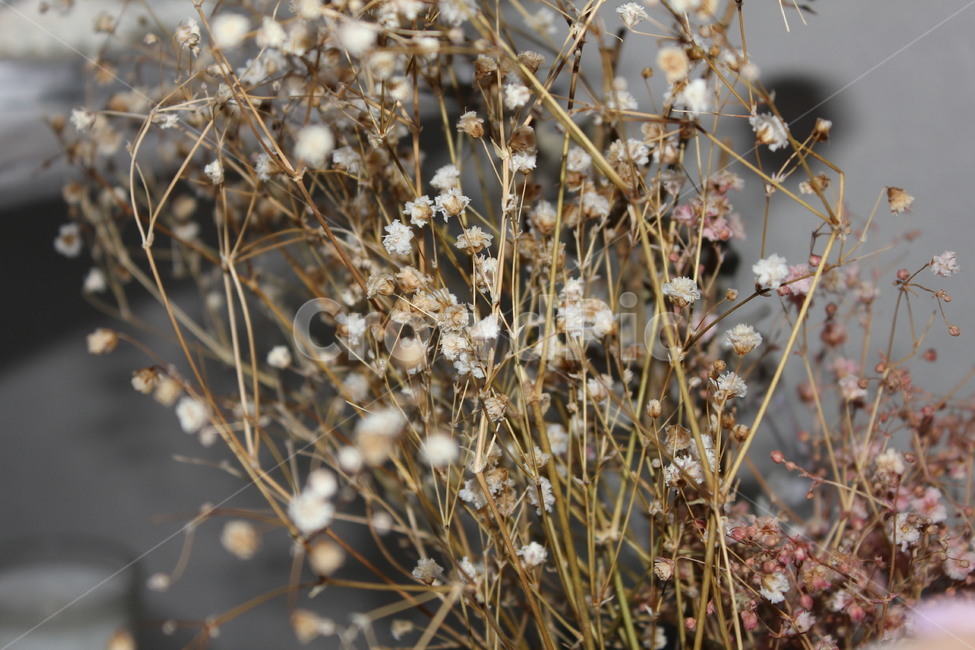 plant,식물,꽃,말린꽃,귀여운,아기자기한,꽃다발,축,기념일,자연