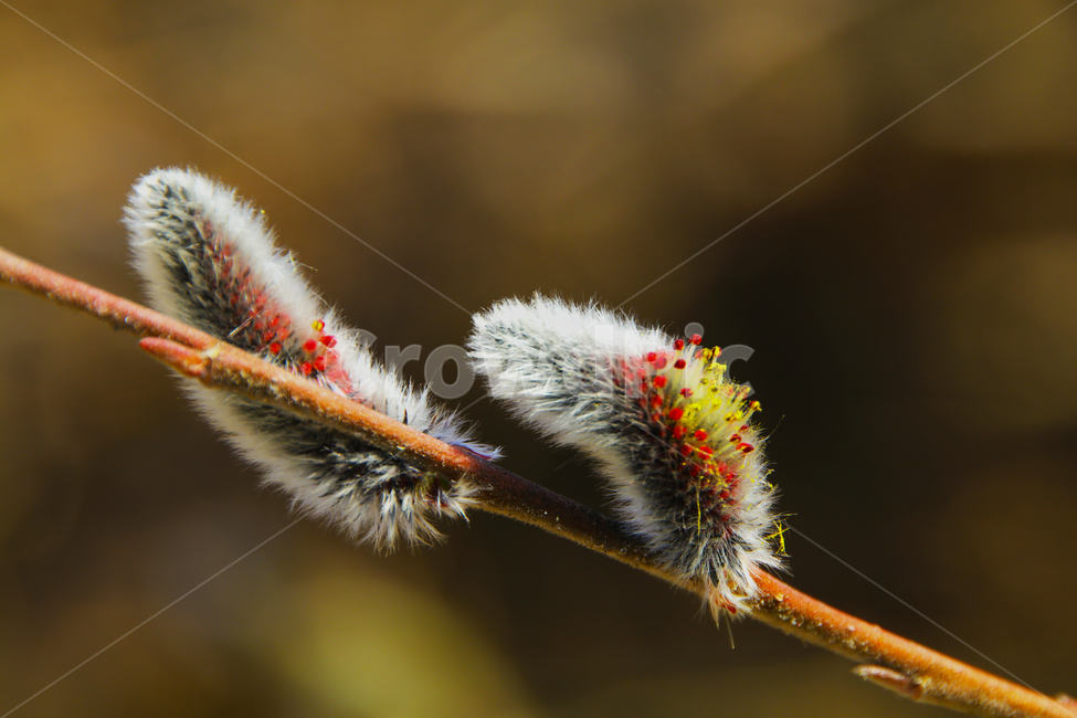 강아지풀,버들강아지,강가,물가,나무,강아지,풀,식물,자연,plants,nature