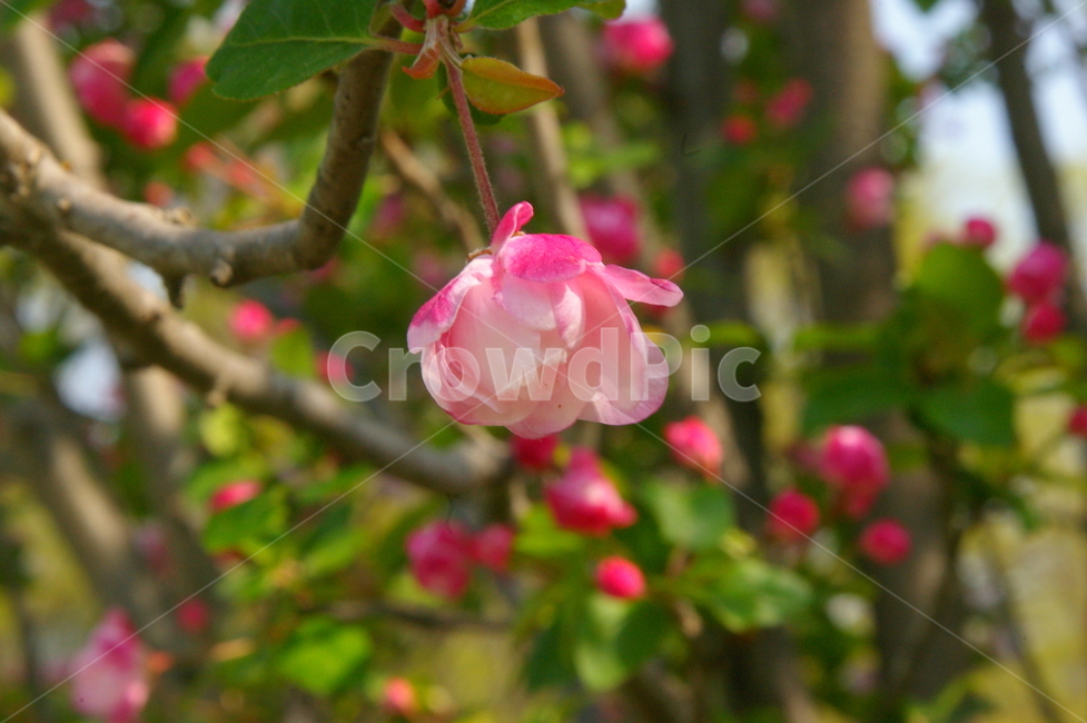 식물,꽃,plant,flower,blossom,식물,자연,plants,nature,꽃,flower