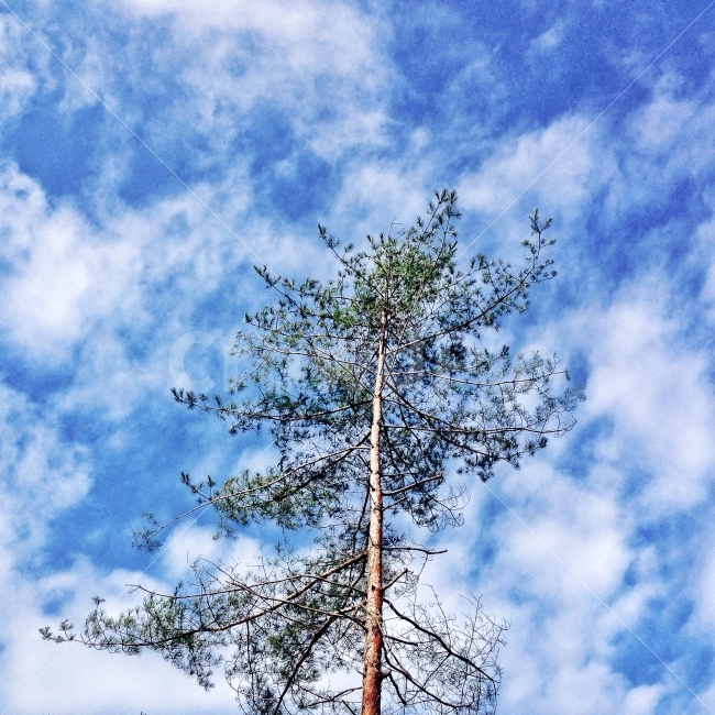나무,tree,하늘,sky,자연,nature,풍경,landscape,배경,background,식물,자연,plants,nature