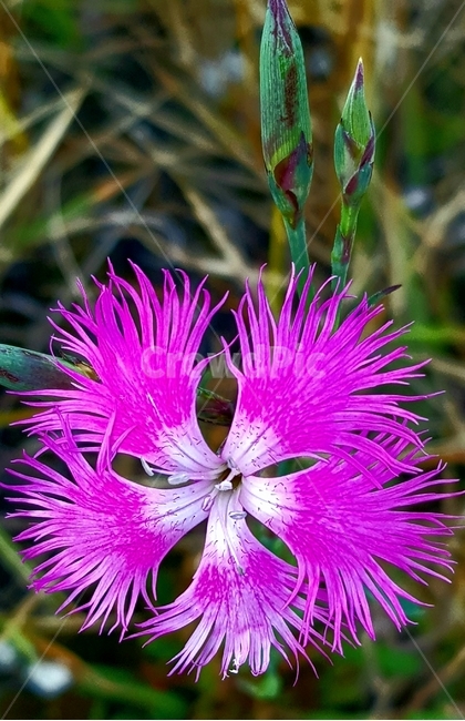 plant,식물,화분,꽃,pollen