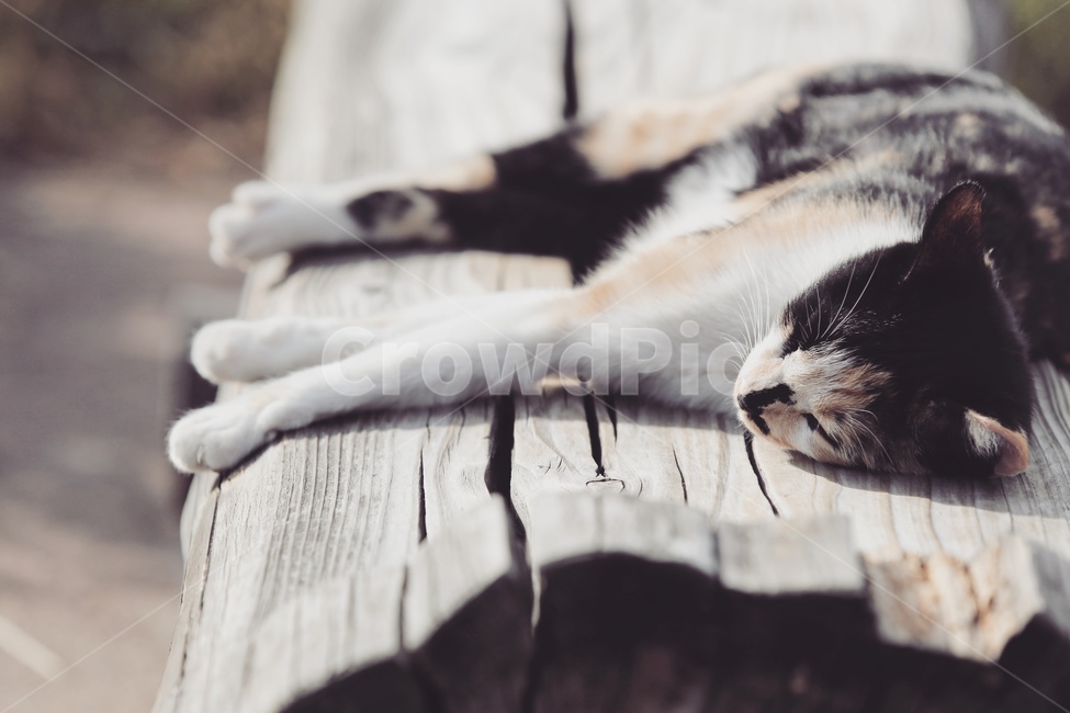 고양이,가을,자연,동물,휴식,힐링,공원,귀여움,rest,relaxation,healing,animal,포유류,mammal,감성,감정,feeling,emotion,동물,animal,포유류,mammal,고양이,cat,kitten,kitty,감성,sensible,feeling