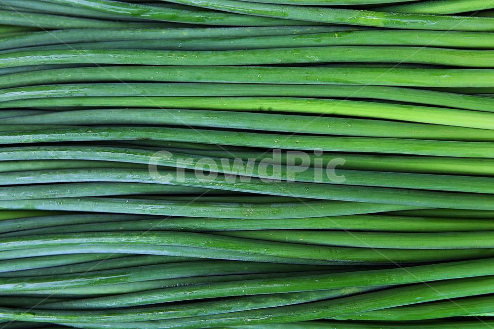 마늘쫑,식물,마늘,마늘줄기,식재료,음식,먹거리,추수,수확,식물,자연,plants,nature,음식,식재료,요리,food,cook,meal,dishes,food reserves,채소,야채,vegetables