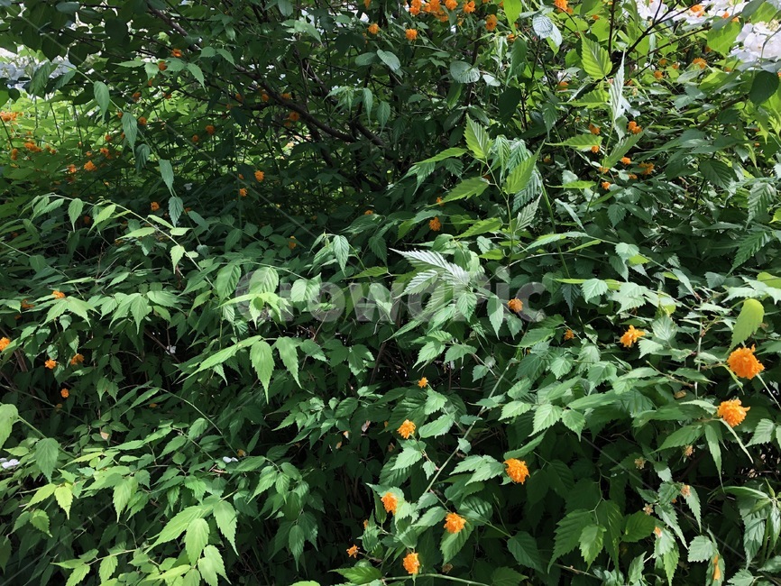 나무,잎사귀,여름,leaf,풀,공원,park
