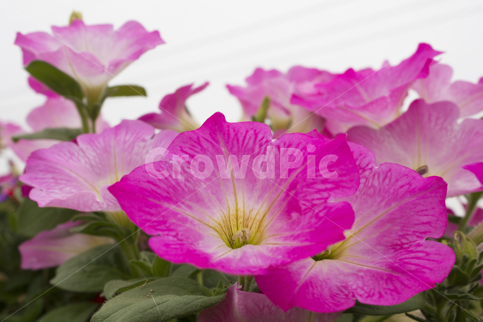 geranium,제라늄,flower,plant,식물,blossom,꽃,분홍꽃