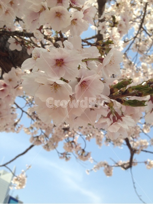 식물,flower,꽃,blossom,cherryblossom,벚꽃,봄,봄,계절,spring,season,plant,cherry blossom