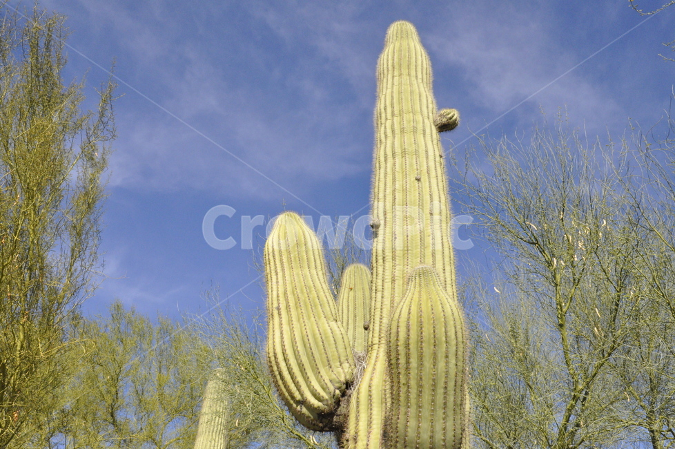 선인장,아리조나,사막,cactus,arizona,plant,식물