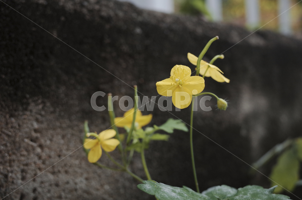 꽃,flower,식물,plant,green,초록,잎,들꽃,yellow,노란,노랑,노란꽃,노랑색,노란색,blossom
