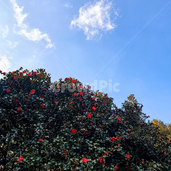 동백,동백나무,동백꽃,봄,꽃,plant,식물,leaf,잎
