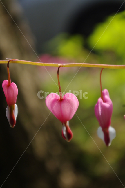 금낭화,꽃,flower,식물,plant,식물,자연,plants,nature,꽃,flower