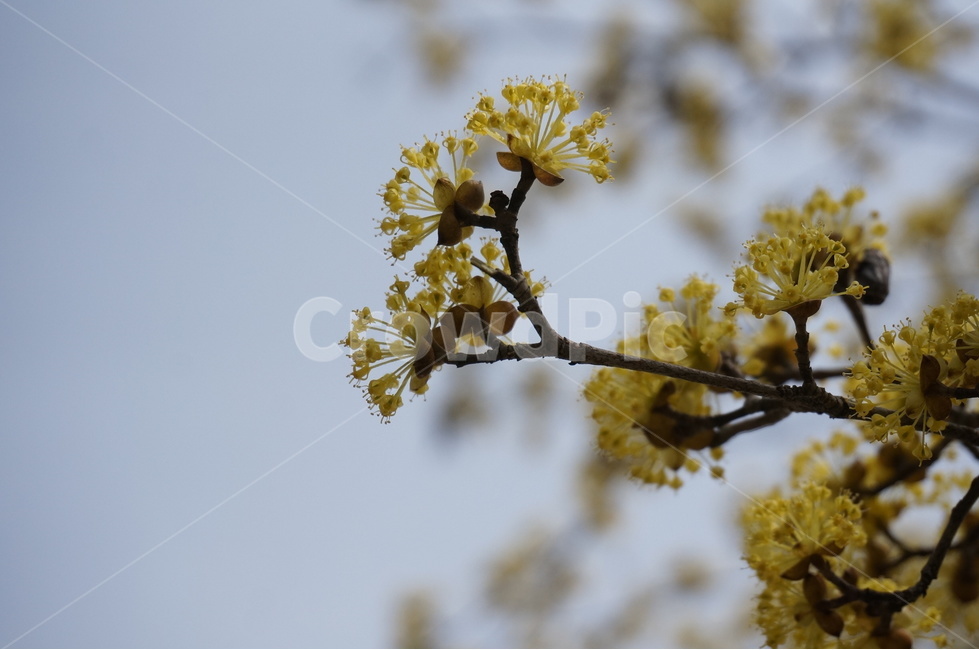 산수유,산수유나무,산수유꽃,노란색꽃,봄꽃,봄나무,식물,자연,plants,nature,꽃,flower