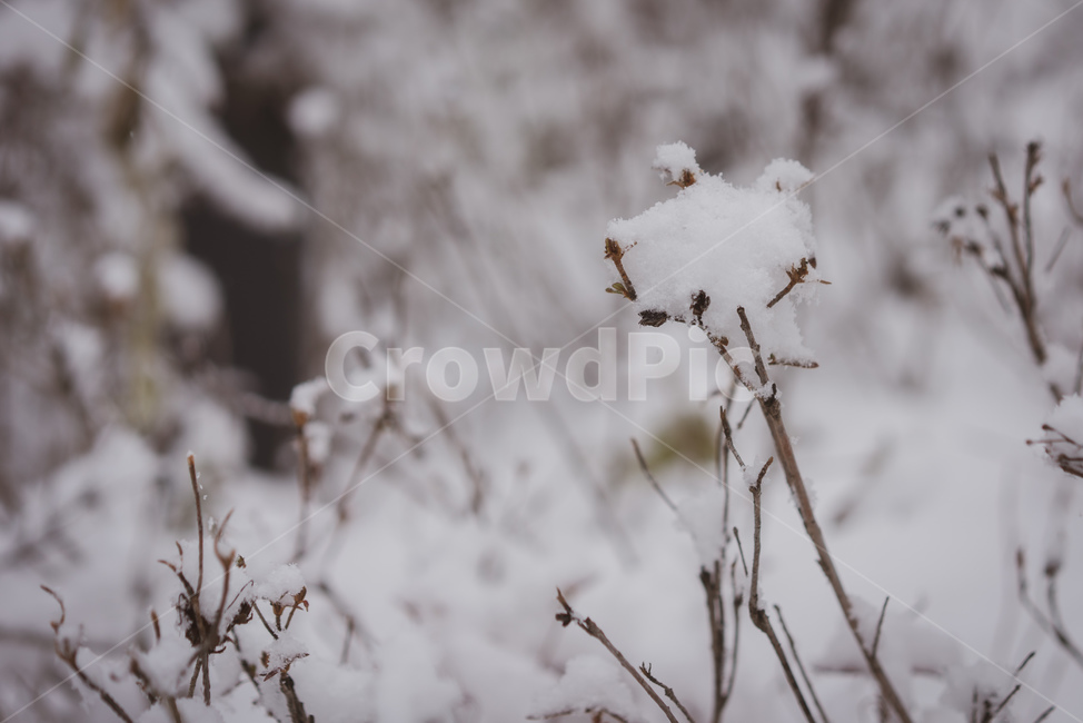눈,함박눈,겨울,쌓인눈,흰색,하얀색,winter,snow