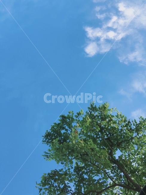 tree,나무,하늘,plant,식물,식물,자연,plants,nature,나무,trees,wood