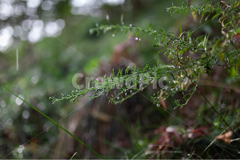 물방울,비,풀,이슬,빛,식물,자연,plants,nature