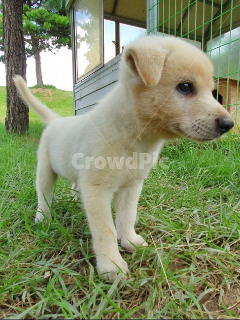 개,animal,동물,dog,pet,포유류,mammal,canine,puppy,동물,animal,포유류,mammal,개,강아지,dog,doggy