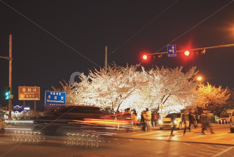 벚꽃,봄,꽃,나무,tree,봄,계절,spring,season,야경,밤,풍경,nightscape,night,landscape,pedestrian,보행자,light,빛