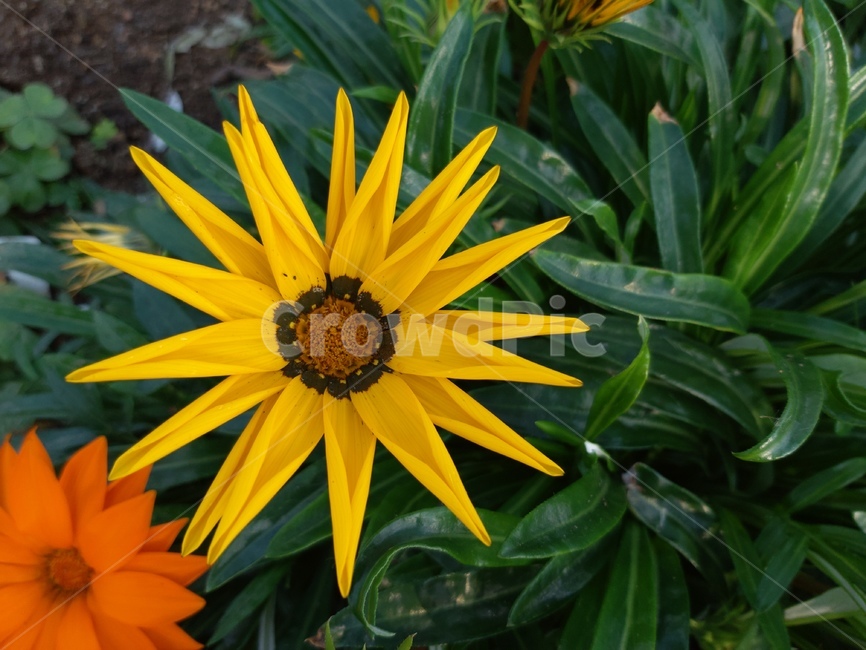 plant,식물,blossom,꽃,flower,식물,자연,plants,nature,꽃,flower