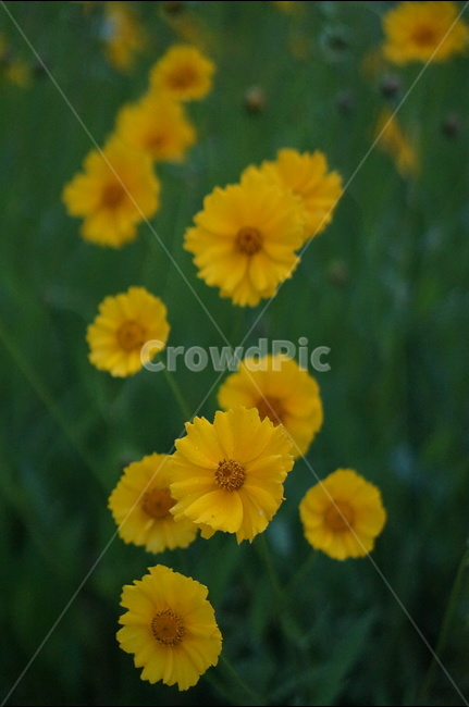 금계국,노랑,풍경,5월,꽃,식물,자연,plants,nature,꽃,flower