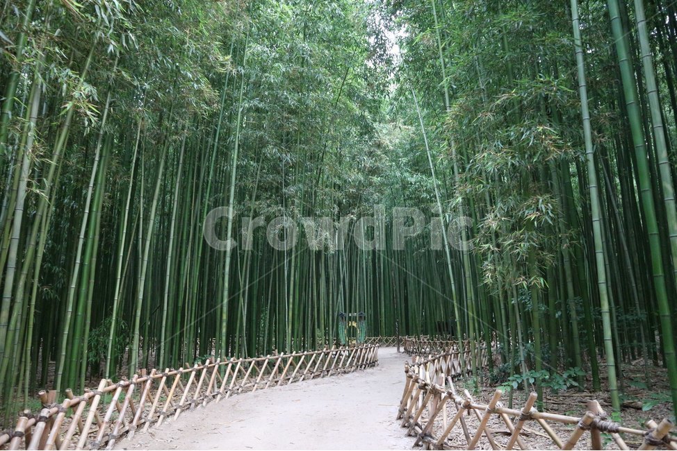 울산,대나무숲,대숲,태화강,대나무,자연,풍경,nature,landscape,식물,plants,나무,trees,wood,plant