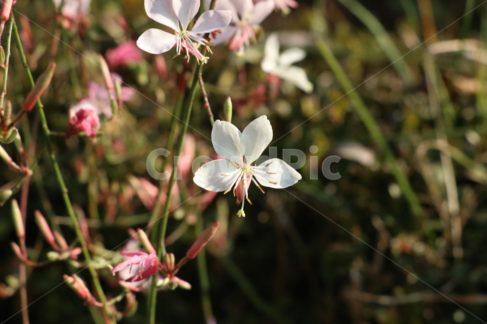 꽃사진,식물,자연,바늘꽃,꽃,흰색,흰꽃,가을,식물,자연,plants,nature,꽃,flower