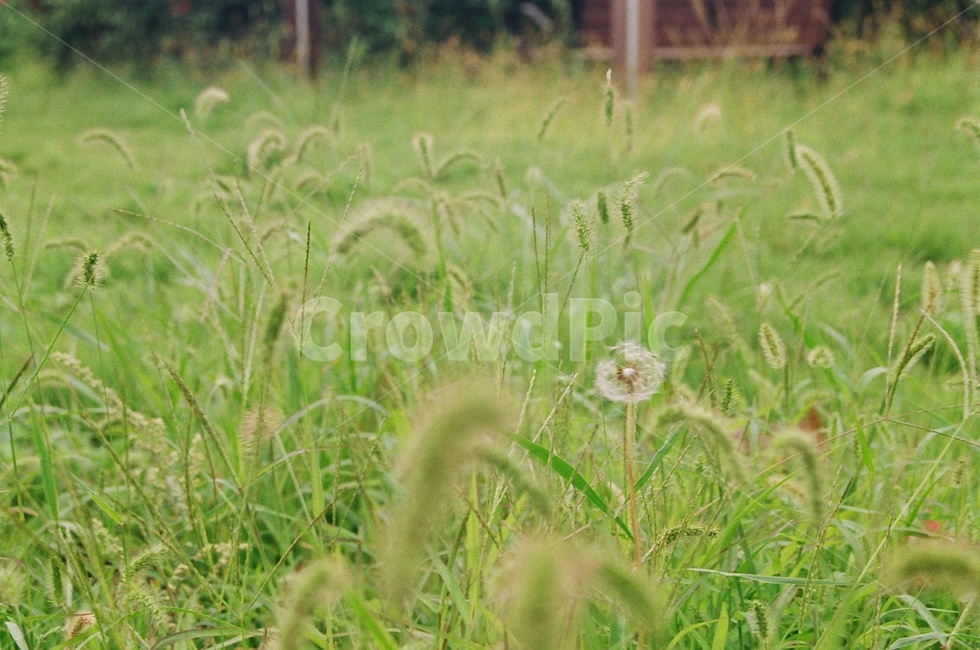 강아지풀,민들레,민들레꽃,자연,초록색,풀,잔디,필름사진,식물,자연,plants,nature,꽃,flower